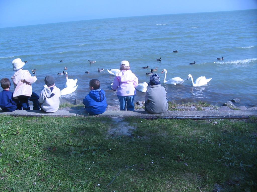 Hattyúk és gyerekek a Balaton partján